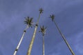 Low angle view of four high rising wax palms against blue sky, Cocora Valley, Salento, Colombia Royalty Free Stock Photo