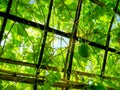 Low Angle View of Fresh Green Hanging Bottle Gourd