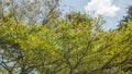 Fresh greeny tree under blue sky Royalty Free Stock Photo