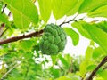 Close-up view of unripe soursop fruit on tree stalk Royalty Free Stock Photo