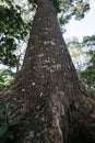 Low angle view of a giant tree trunk with thick Royalty Free Stock Photo