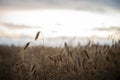 Low angle view of golden ears of wheat growing