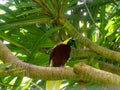 Low angle view of a greater bird of paradise on a tree branch in bali