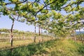 Low angle view of green grape vines in a row of vineyard Royalty Free Stock Photo