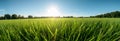 Low Angle View From Green Grass Surface, Freshly And Accurately Straight Mowed Lawn Surface With Sunrays And Clear Blue Sky -