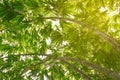 Low angle view of Green leaves of bamboo in forest from below. Royalty Free Stock Photo