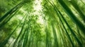 Low angle view of green reeds in a bamboo forest Royalty Free Stock Photo