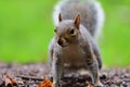 Grey squirrel standing on the ground Royalty Free Stock Photo