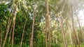 A large coconut plantation in the Philippines. Royalty Free Stock Photo