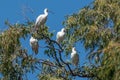 A group of Royal or Black-billed Spoonbills perched high in a tree against blue sky