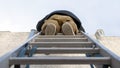 Low angle view of a handyman climbing on a steel ladder