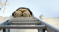 Low angle view of a handyman climbing on a steel ladder