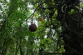 Low angle view of a hanging large cannonball fruit and flower with the large cannonball tree trunk