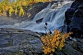 Low angle view of High Fall - long exposure of waterfall with a plant in the foreground Royalty Free Stock Photo