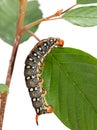 Macro of red horn caterpillar on tree leaf Royalty Free Stock Photo