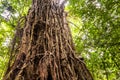 Low angle view of a huge Australian strangler fig tree Royalty Free Stock Photo