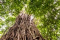 Low angle view of a huge Australian strangler fig tree Royalty Free Stock Photo