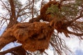 Low angle view of huge sociable weaver nests built in a tree in the Namib desert Royalty Free Stock Photo