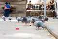 Low angle view of a hungry flock of pigeons eating bread in the street Royalty Free Stock Photo