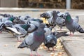Low angle view of a hungry flock of pigeons eating bread in the street Royalty Free Stock Photo