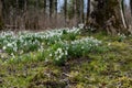 Low angle view of illuminated forest floor with white snowdrops and tree trunk in spring Royalty Free Stock Photo