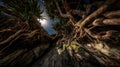 Low Angle View Inside Ancient Banyan Tree Canopy Royalty Free Stock Photo