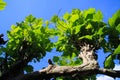 Low angle view on isolated branch with green leaves of plane sycamore tree against blue sky