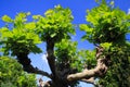 Low angle view on isolated branch with green leaves of plane sycamore tree against blue sky