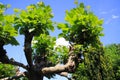 Low angle view on isolated branch with green leaves of plane sycamore tree against blue sky