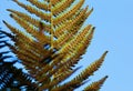 Low angle view on isolated divided leaf frond of eagle fern bracken Pteridium aquilinum against blue sky in the evening sun -