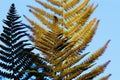 Low angle view on isolated divided leaf frond of eagle fern bracken Pteridium aquilinum against blue sky in the evening sun -