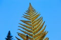 Low angle view on isolated divided leaf frond of eagle fern bracken Pteridium aquilinum against blue sky in the evening sun -
