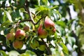 Low angle view on isolated red yellow green young unripe pears on tree against sky on german plantation - Germany focus on fruits