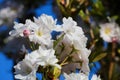 Low angle view on isolated wild white and little pink cherry blossom tree prunus avium against dark blue cloudless clear sky Royalty Free Stock Photo