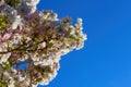 Low angle view on isolated wild white and little pink cherry blossom tree prunus avium against dark blue cloudless clear sky Royalty Free Stock Photo