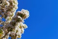 Low angle view on isolated wild white and little pink cherry blossom tree prunus avium against dark blue cloudless clear sky Royalty Free Stock Photo