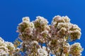 Low angle view on isolated wild white and little pink cherry blossom tree prunus avium against dark blue cloudless clear sky Royalty Free Stock Photo