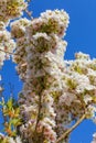 Low angle view on isolated wild white and little pink cherry blossom tree prunus avium against dark blue cloudless clear sky Royalty Free Stock Photo