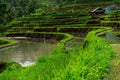 Low angle view of the jatiluwih rice terraces under sunlight in Bali in Indonesia Royalty Free Stock Photo
