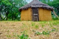 Low angle view of jungle bamboo,