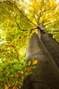 Low angle view of large trees