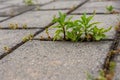 Low angle view of leafy green weeds growing in paving Royalty Free Stock Photo
