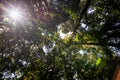 Low angle view looking up of abundance tropical forest tree and green leaf in the mountain with sunlight flare Royalty Free Stock Photo