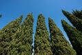 Low angle view looking up at tall evergreen cypresses