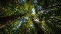 Looking Up Through Dense Forest Canopy With Sunlight Filtering Through Green Leaves Royalty Free Stock Photo