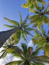 Tall palm trees against blue sky