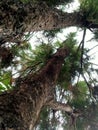 Low-angle view looking up through two towering pine tree trunks towards a bright sky. Dramatic forest perspective perfect nature Royalty Free Stock Photo