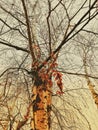 Birch tree branches in winter