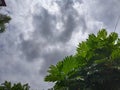 Low angle view of lush green Breadfruit tree leaves & x28;Artocarpus altilis& x29; against a dramatic cloudy blue sky Royalty Free Stock Photo
