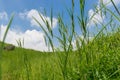 Low angle view of lush green landscape with blue sky and clouds on a bright Summer day at Thoseghar, Satara, Maharashtra, India Royalty Free Stock Photo